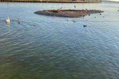 QUI CULTIVE LE MUSÉE? / WER MACHT MUSEUM? 68